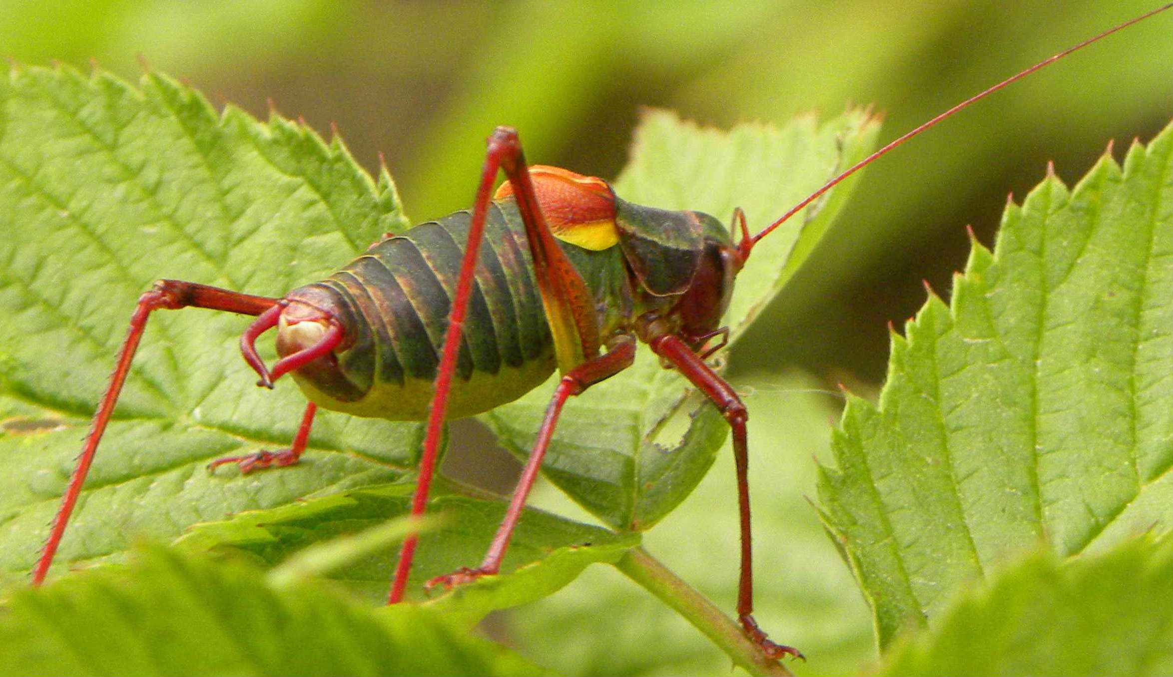 Barbitistes alpinus